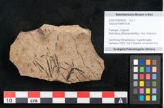 Foto (Objekt + Etikett) von Sequoia hardtii Endl. (NHMW-GEO-2024-0188-8246)